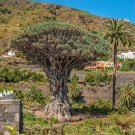 Dragon Tree (Dracaena Draco) fresh plant - 5 Seeds