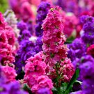 Dwarf Matthiola Incana Mixed - 500 Seeds