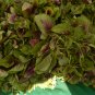 Edible Amaranth Red Fine-leaved Vegetables - 10 Seeds
