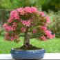 Exotic Japanese Azalea Bonsai - 200 Seeds