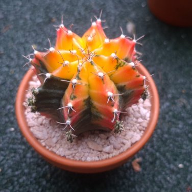 Exotic Japanese Bonsai Cactus Succulents Succulents Flower Indoor Plants - 100 S