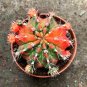 Exotic Japanese Bonsai Cactus Succulents Succulents Flower Indoor Plants - 100 S
