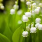 Exotic Lily Valley Flower Perennial Balcony Bonsai Potted Climbing Bell Orchid -