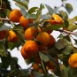 Exotic Persimmon Fruit Tree Outdoor Non-GMO Juicy - 10 Seeds