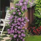 Exotic Thailand Climbing Rose Bonsai Flower Beautyful - 50 Seeds