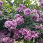 Exotic Thailand Climbing Rose Bonsai Flower Beautyful - 50 Seeds