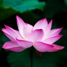 Exquisite 'Piaopiao' Series Double-Petal Pink Lotus - 20 Seeds