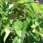 Fallopia Multiflora Bonsai, He Shou Wu, Approx - 10 Seeds