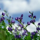 False Blue Indigo - 100 Seeds