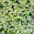 Fittonia Verschaffeltii Mini Easy Planting Balcony Fun Indoor Potted Flowers - 1