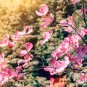 Flowering PINK DOGWOOD Cornus TREE - 5 Seeds