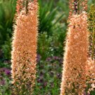 Foxtail Lily Flower - 100 Seeds