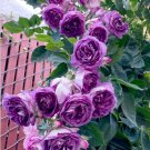 Fragrant Perennial Climbing Roses - 100 Seeds
