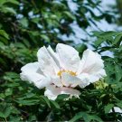 Fragrant Rising Sun Peony Creamy White with Pale Green Double Blooms - 20 Seeds