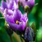 The Mandrake Mandragora Officinarum Mandrake Root - 10 Seeds