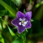 The Mandrake Mandragora Officinarum Mandrake Root - 10 Seeds