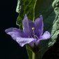 The Mandrake Mandragora Officinarum Mandrake Root - 10 Seeds
