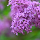 Syringa Vulgaris Pink Lilac Multi-stemmed Small Tree - 100 Seeds