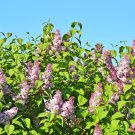 Syringa Vulgaris Purple Lilac Multi-stemmed Small Tree - 100 Seeds