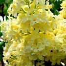 Syringa Vulgaris Yellow Lilac Multi-stemmed Small Tree - 100 Seeds