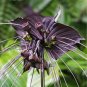 Tacca Chantrieri - 5 Seeds