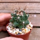 Thelocactus flavus - 10 Seeds