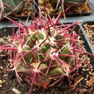 THELOCACTUS heterochromus - 10 Seeds