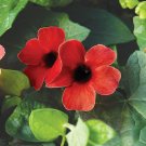 Thunbergia Alata 'Qiji' - 10 Seeds