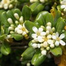 Tobira Tree Semente - 60 Seeds