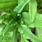 Chinese leaf lettuce Sword pointed - 2500 Seeds