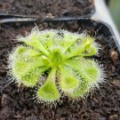Drosera Burmanni - 100 Seeds