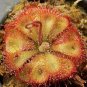 Drosera Burmanni - 100 Seeds