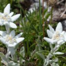 Genuine Edelweiss  The Plant of High Mountain of New Zealand  - 20 Seeds