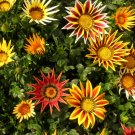 Gazania Bonsai Multicolor Mixed Plant Beautiful Gazania Flower Garden - 100 Seed