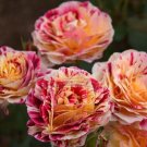 GEORGE BURNS ROSE FLOWERS, ROSE BUSH FLORIBUNDA PINK YELLOW WHITE 450 Seedsssss