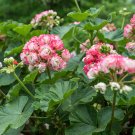 Geranium Appleblossom Rosebud Zonal - 10 Seeds