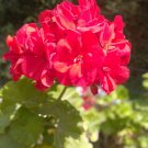 Geranium Dark Red Dense Flowers Bonsai - 10 Seeds