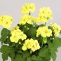 Geranium 'Custard Cream' Yellow Flower - 10 Seeds