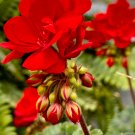 Geranium Dark Red Damask Double Compact Flowers - 10 Seeds