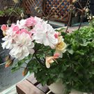Geranium Purely Milky White Big Blooms Perennial Bonsai Flowers - 10 Seeds