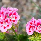 Geranium Peach Pink Light Color Ball-types Bonsai Flowers - 10 Seeds