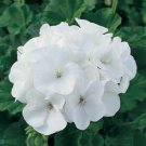 Geranium Purely White Petals Purple Spot Flower - 10 Seeds