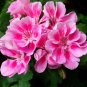 Geranium White-to-light pink Hydrangea-typed Bonsai Flowers - 10 Seeds