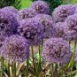 Geranium Giant Allium Giganteum - 100 Seeds