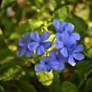 Geranium 'Sky Blue Noon' Blue Perennial Flowers - 10 Seeds