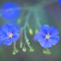 Geranium 'Sky Blue Noon' Blue Perennial Flowers - 10 Seeds