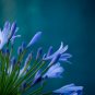 Geranium 'Sky Blue Noon' Blue Perennial Flowers - 10 Seeds