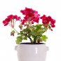 Geranium Seeds Rose Red to Milky White to Green Ball Types Double Flowers - 30 S