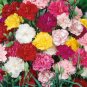 Geranium 'St Gerorge' Professional Pack - 10 Seeds