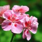 Geranium Sybil Pink - 10 Seeds